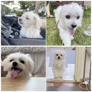 YEYE 이예원《狗狗16拍》：多彩色調，動物與塗鴉與潮流題材，海報。