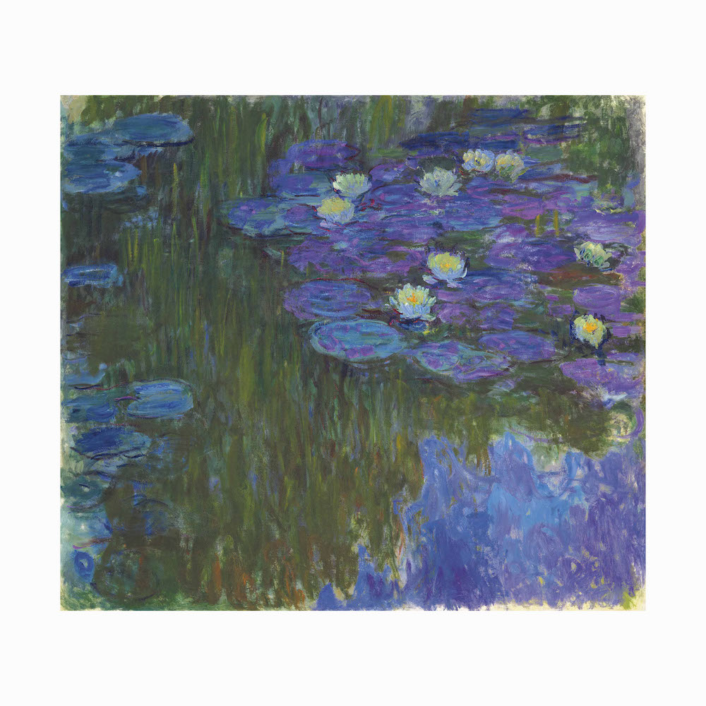 Nymphéas en fleur — Photo 1