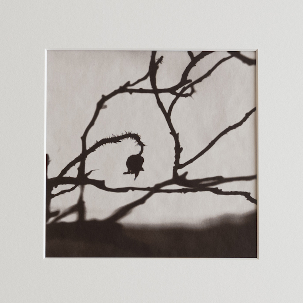 Hamanasu (Rugosa Rose) #3 by Kino Koike, a vertical limited-edition artwork featuring thorny branches and a hanging rose hip, in black and white and grey tones.