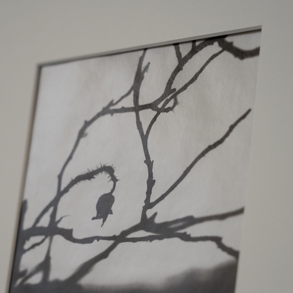 Hamanasu (Rugosa Rose) #3 by Kino Koike, a vertical limited-edition artwork featuring thorny branches and a hanging rose hip, in black and white and grey tones.