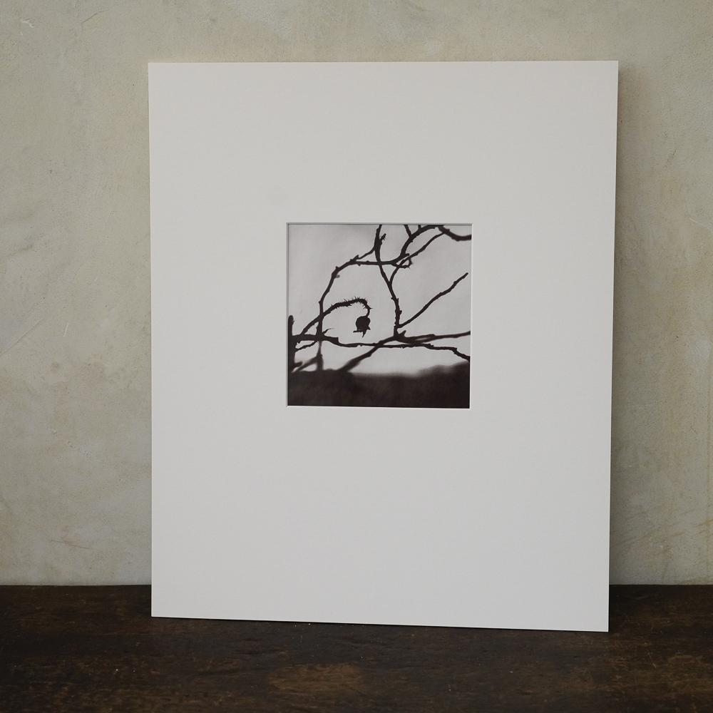 Hamanasu (Rugosa Rose) #3 by Kino Koike, a vertical limited-edition artwork featuring thorny branches and a hanging rose hip, in black and white and grey tones.