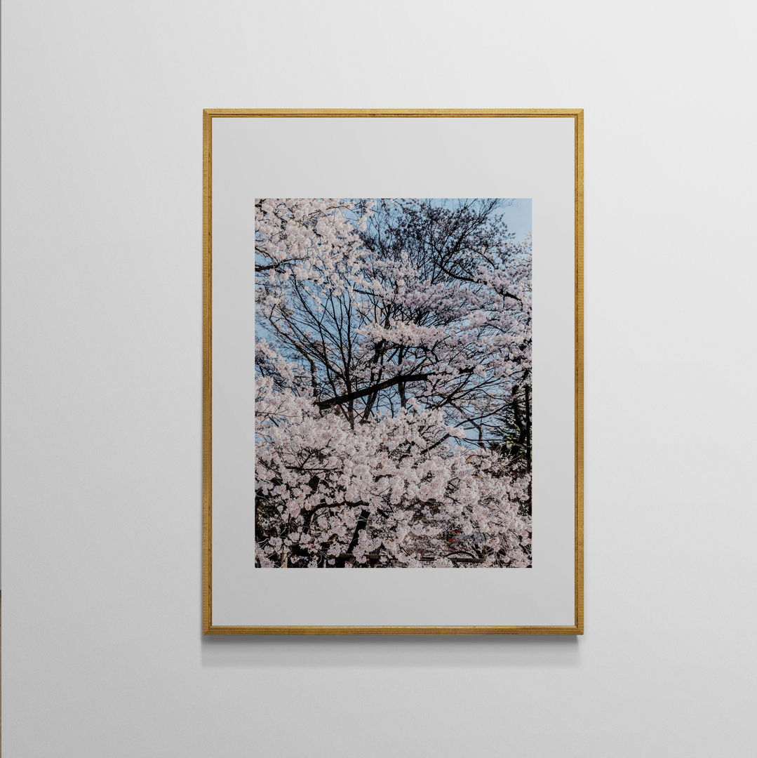 吳金燦 Leo Wu|024 sakura 櫻 — 照片 1