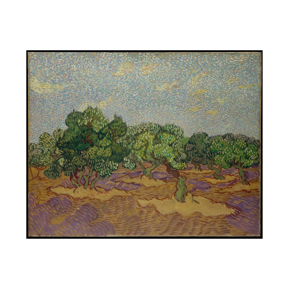 Olive Trees — Photo 1