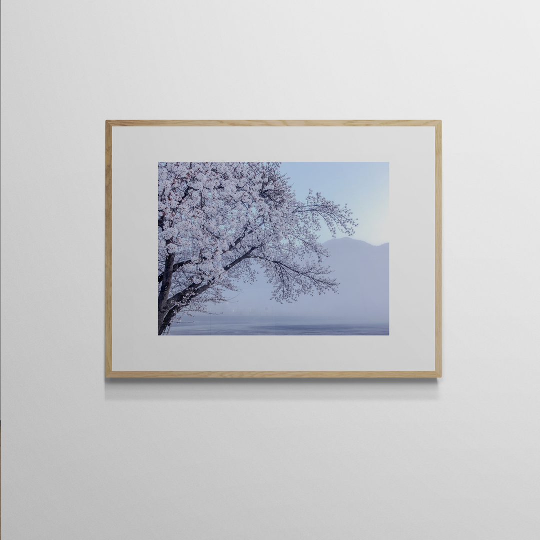 021 sakura Sakura — Photo 1