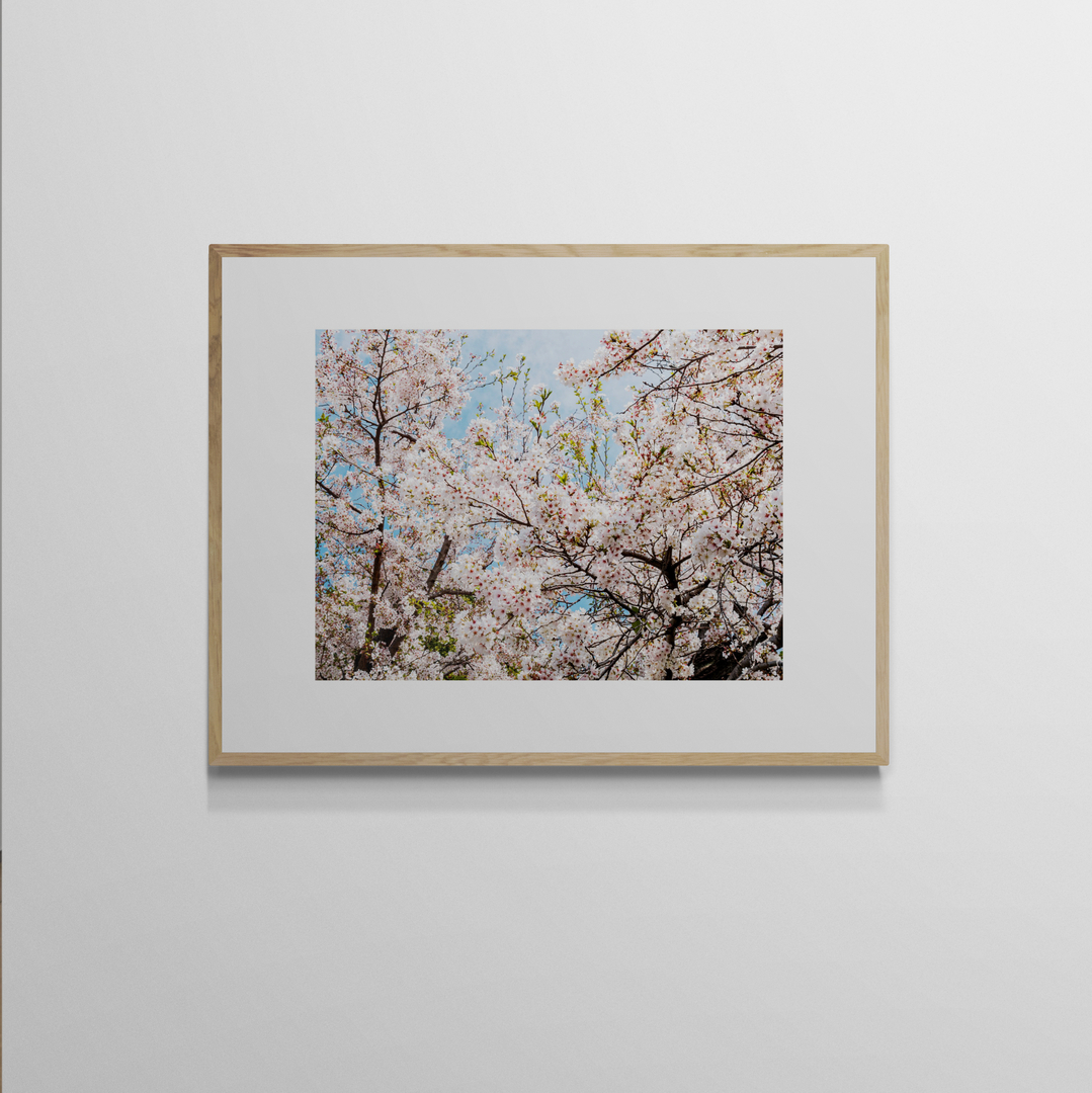 022 sakura Sakura — Photo 1