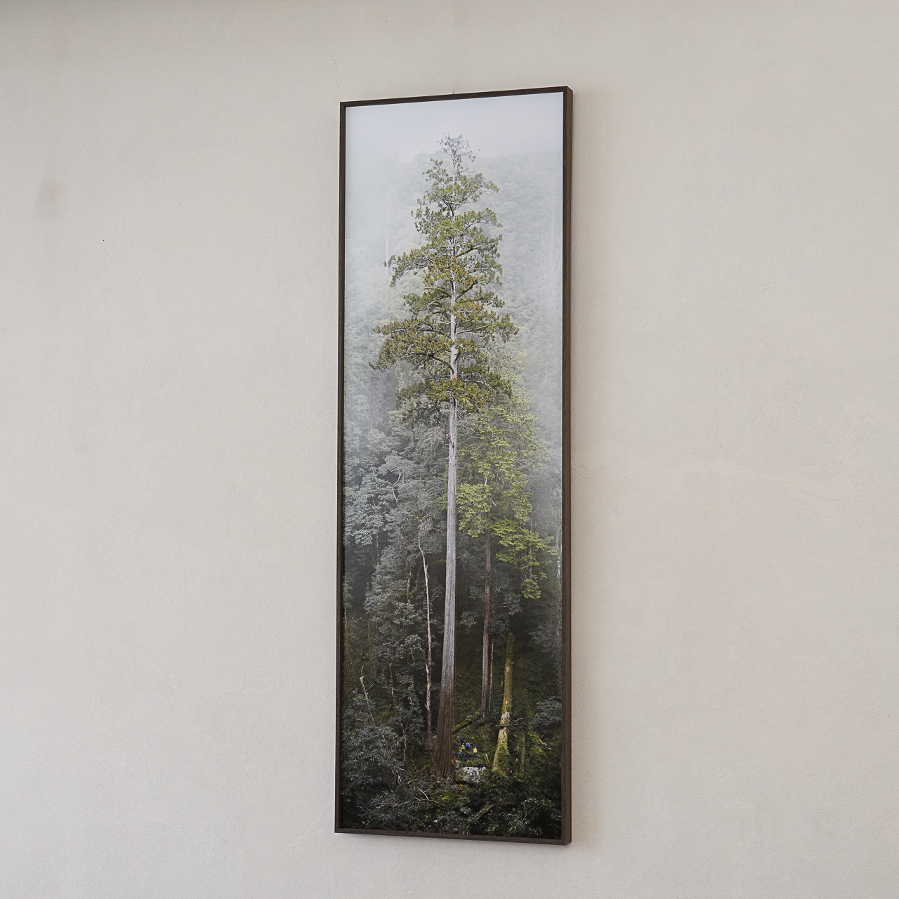 TheTreeProjects|大安溪倚天劍(台灣最高的樹) — 照片 1