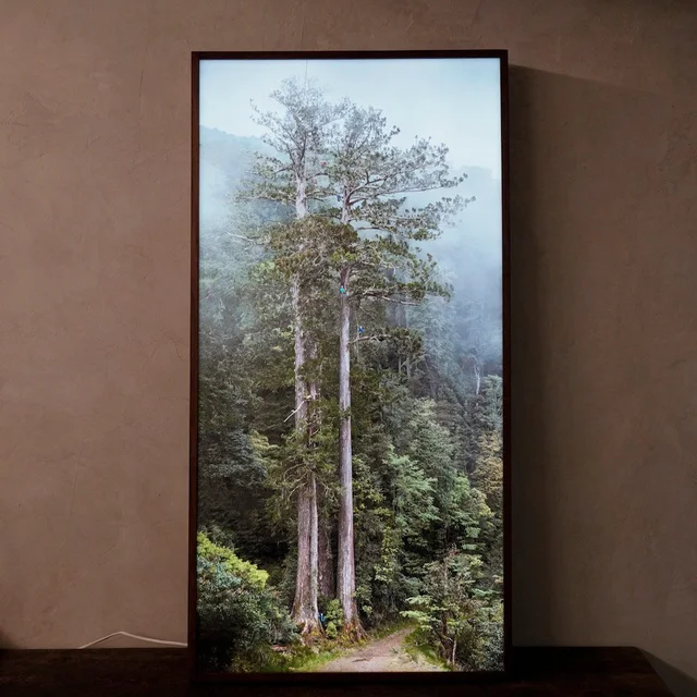 The tree to the moon Taiwania (Lightbox) by The Tree Projects, an artist-designed object featuring natural landscapes and photographic and realistic imagery, in green tones. Cover image.