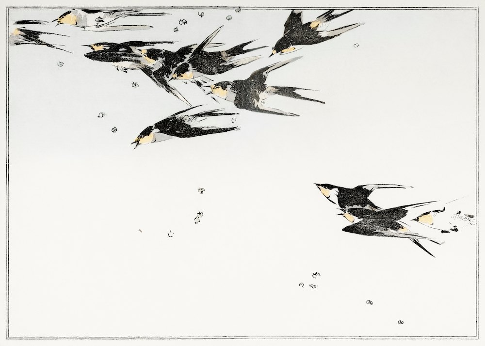 渡辺省亭《日本花鳥畫作-飛燕》：黑白色調，花卉植物與靜物題材，橫幅藝術掛畫。 作品原圖。