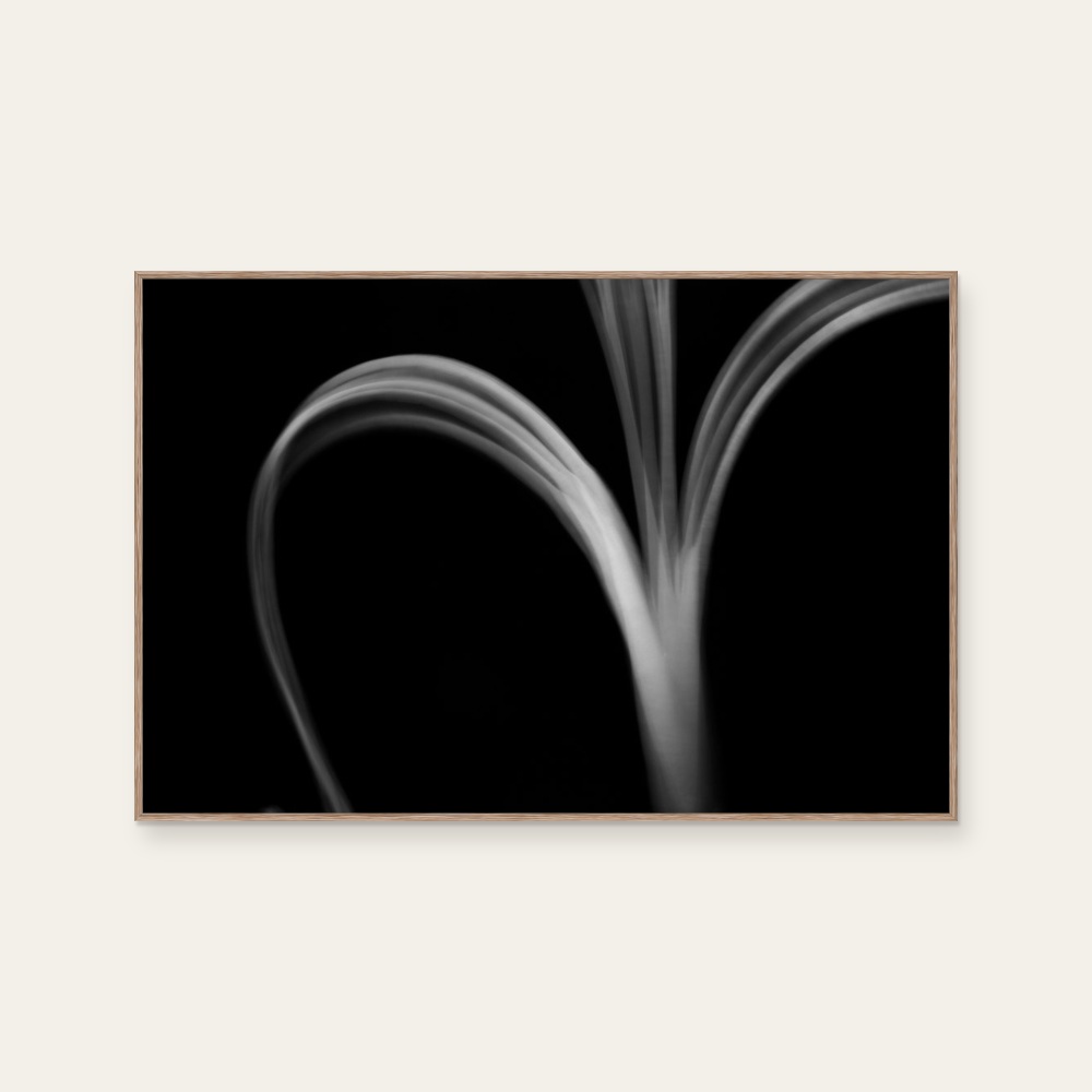 Plant Shadow - 2 by aPo, a horizontal art print featuring abstract lines and flowers and still life, in black and white tones.