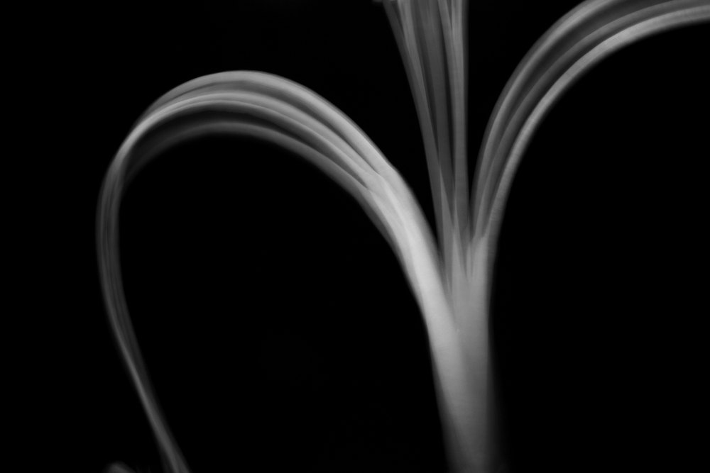Plant Shadow - 2 by aPo, a horizontal art print featuring abstract lines and flowers and still life, in black and white tones. Artwork image.