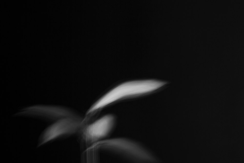 Plant Shadow - 6 by aPo, a horizontal art print featuring abstract lines and flowers and still life, in black and white tones. Artwork image.