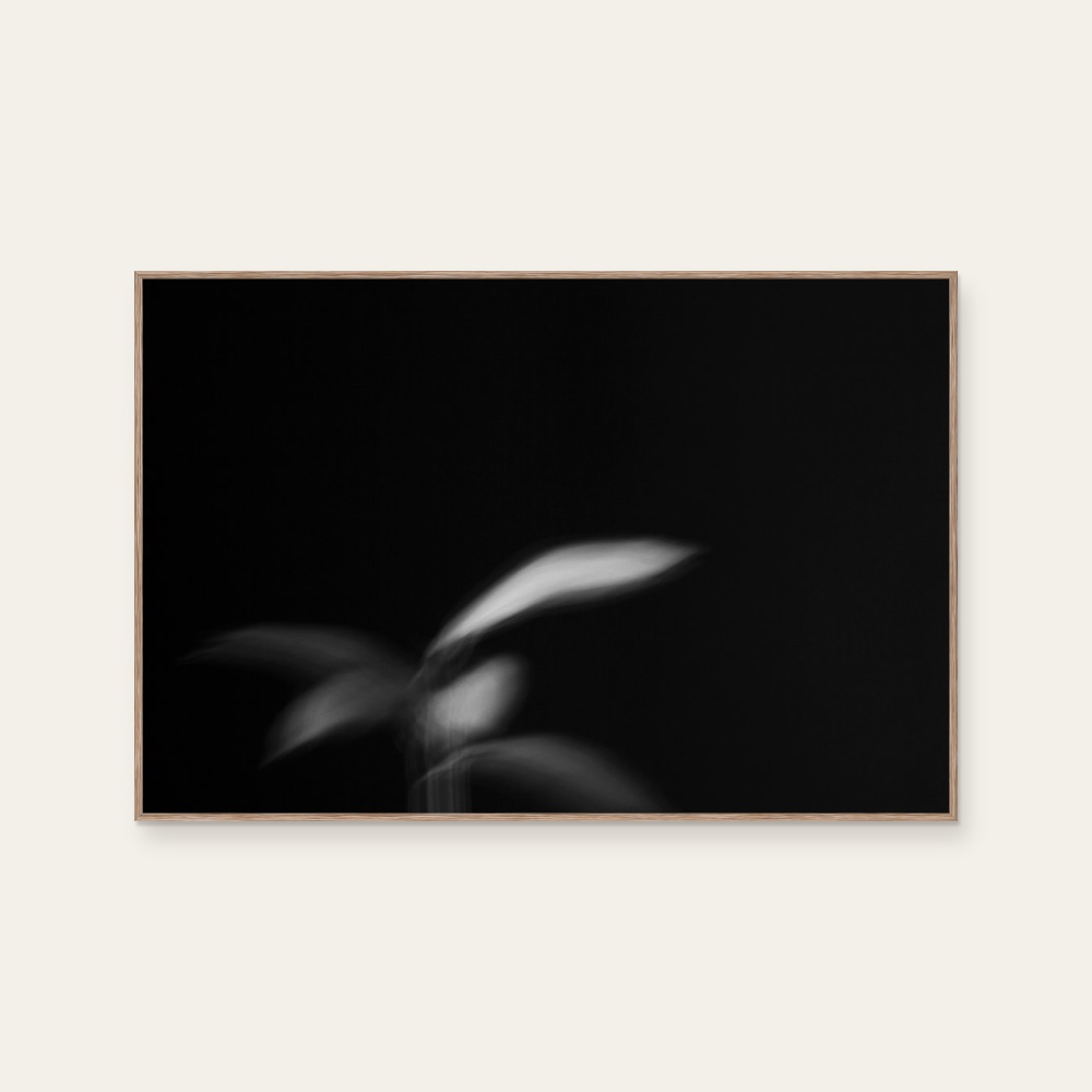 Plant Shadow - 6 by aPo, a horizontal art print featuring abstract lines and flowers and still life, in black and white tones.