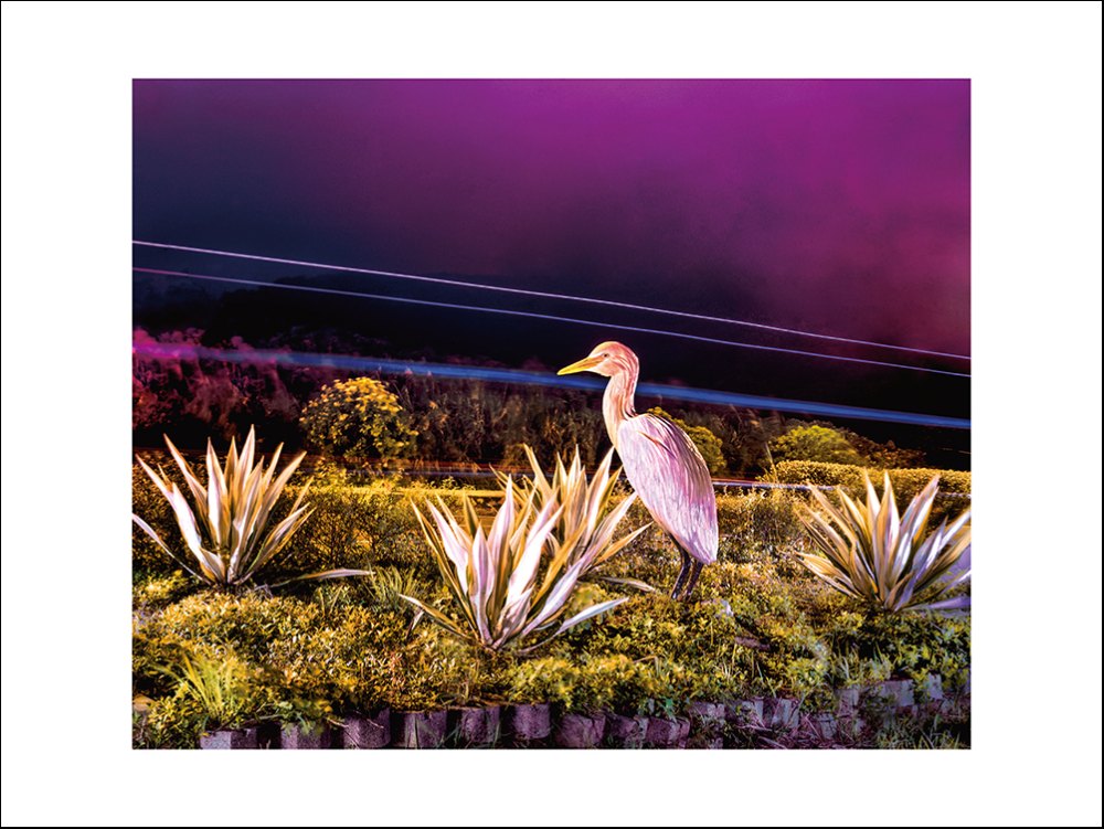 Ghost Park · Shimen White Heron by Peng Yihang, a horizontal limited-edition artwork featuring animals and photographic and realistic imagery, in black and white and blue tones. Artwork image.