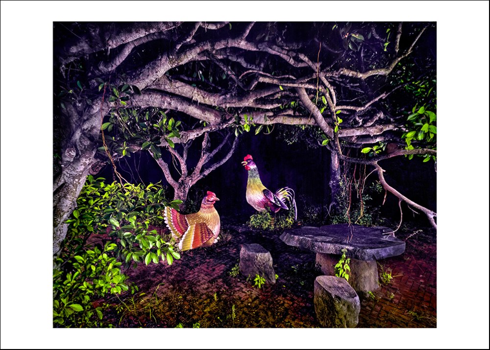 彭一航《幽靈公園 · 秋茂園雞》：黑白與藍與紫色調，動物與攝影與寫實題材，橫幅限量作品。 作品原圖。