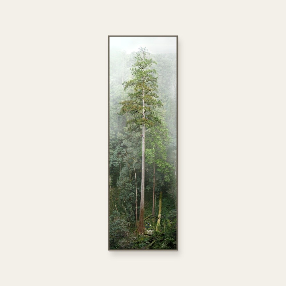 Daanxi Yitian Sword (Taiwan’s tallest tree) by The Tree Projects, a vertical art print featuring natural landscapes and photographic and realistic imagery, in green tones. Product image 2.