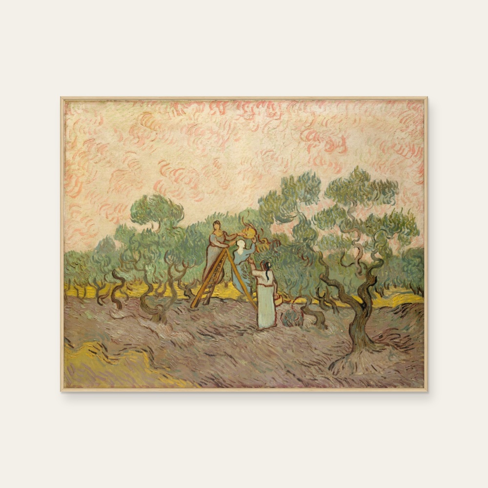 Women Picking Olives — Photo 1