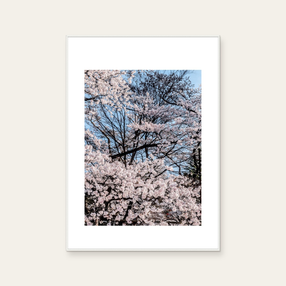 024 sakura Sakura — Photo 1