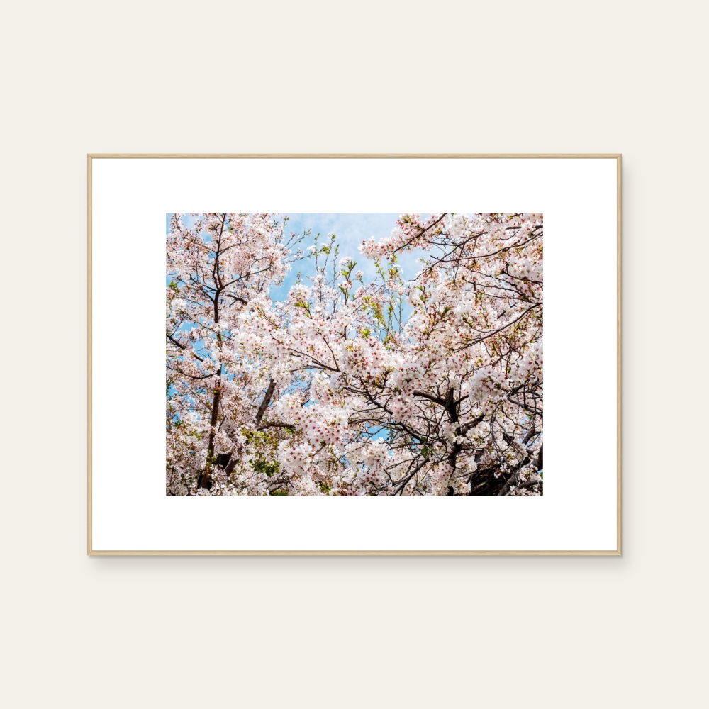 吳金燦 Leo Wu|022 sakura 櫻 — 照片 1