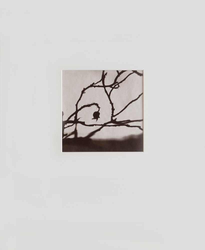 Hamanasu (Rugosa Rose) #3 by Kino Koike, a vertical limited-edition artwork featuring thorny branches and a hanging rose hip, in black and white and grey tones. Artwork image.