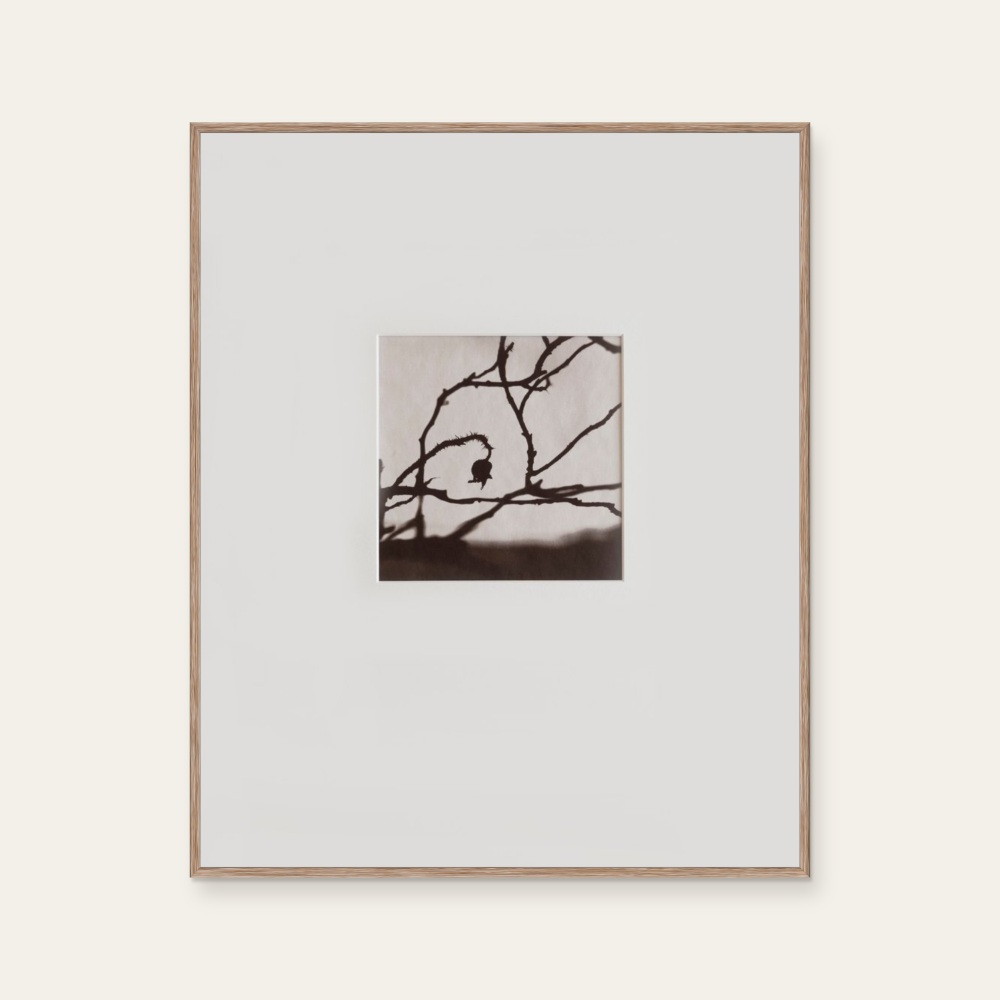 Hamanasu (Rugosa Rose) #3 by Kino Koike, a vertical limited-edition artwork featuring thorny branches and a hanging rose hip, in black and white and grey tones.