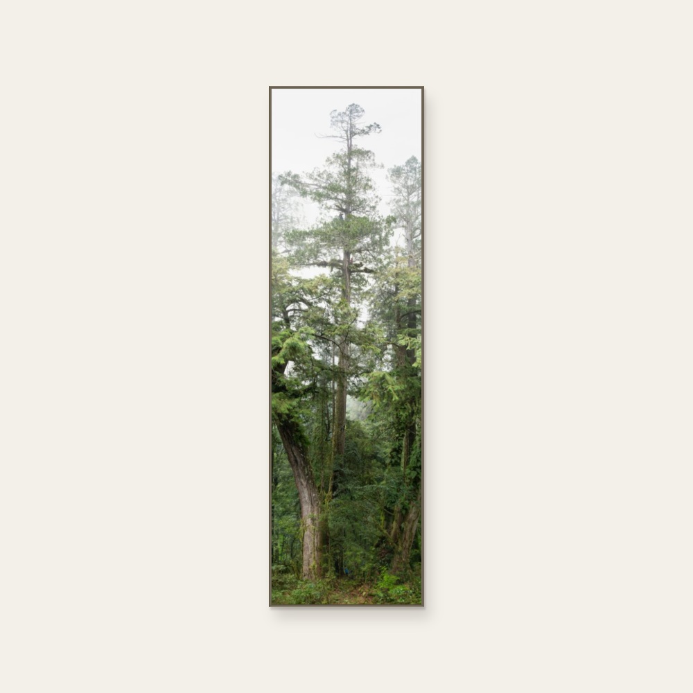 The Tree Projects《TheTreeProjects · 桃山神木》：綠色調，自然風景與攝影與寫實題材，直幅藝術掛畫。 產品圖片 2。