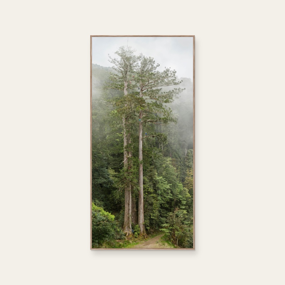 TheTreeProjects|撞到月亮的樹 台灣杉(紙本) — 照片 1